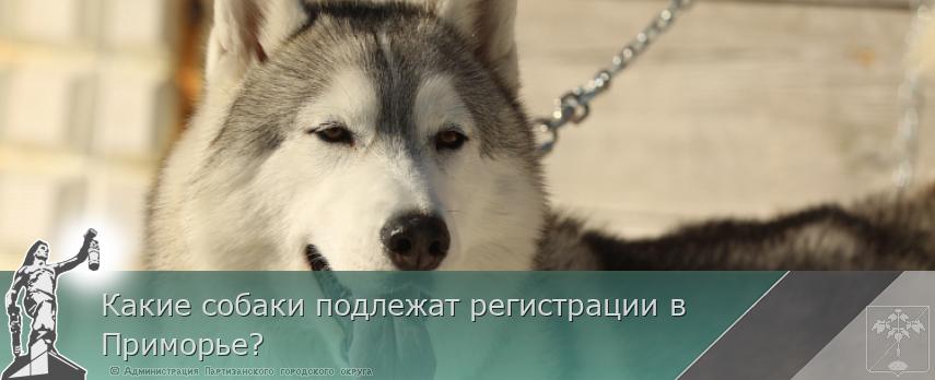 Какие собаки подлежат регистрации в Приморье? | Администрация муниципального округа город Партизанск Приморского края Официальный сайт
