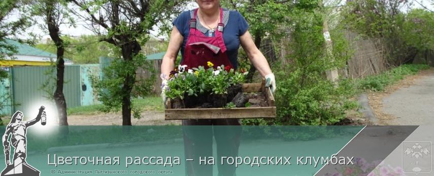 Цветочная рассада – на городских клумбах | Администрация муниципального округа город Партизанск Приморского края Официальный сайт
