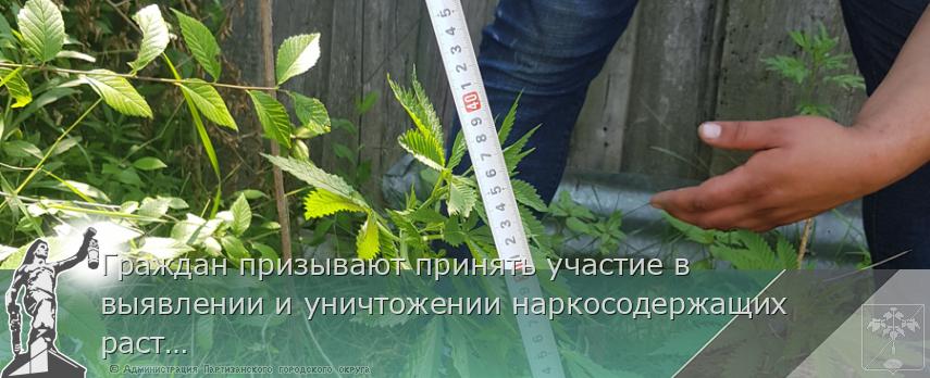 Граждан призывают принять участие в выявлении и уничтожении наркосодержащих растений   | Администрация муниципального округа город Партизанск Приморского края Официальный сайт