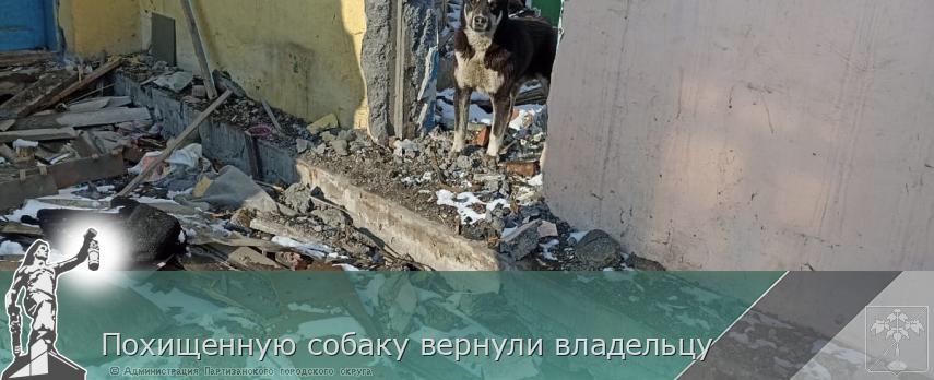 Похищенную собаку вернули владельцу | Администрация муниципального округа город Партизанск Приморского края Официальный сайт