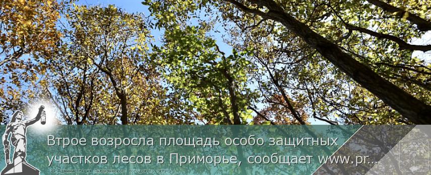 Втрое возросла площадь особо защитных участков лесов в Приморье, сообщает www.primorsky.ru | Администрация муниципального округа город Партизанск Приморского края Официальный сайт
