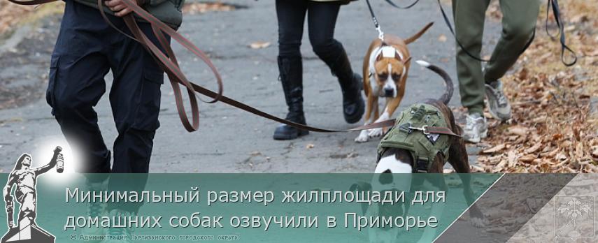 Минимальный размер жилплощади для домашних собак озвучили в Приморье | Администрация муниципального округа город Партизанск Приморского края Официальный сайт