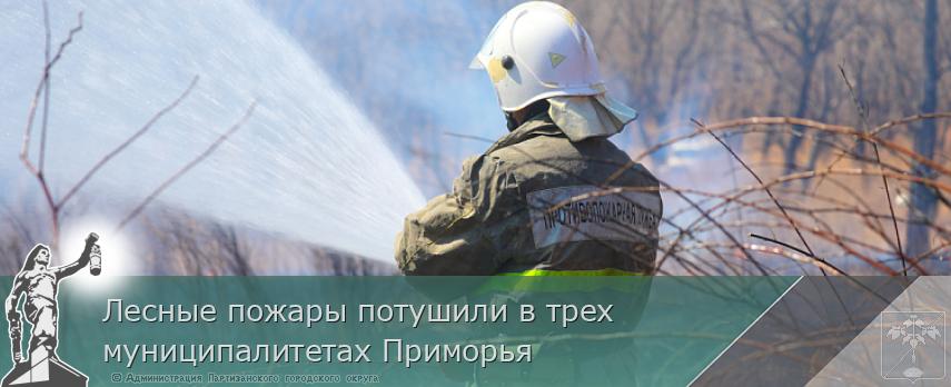 Лесные пожары потушили в трех муниципалитетах Приморья | Администрация муниципального округа город Партизанск Приморского края Официальный сайт