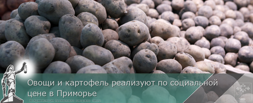 Овощи и картофель реализуют по социальной цене в Приморье  | Администрация муниципального округа город Партизанск Приморского края Официальный сайт