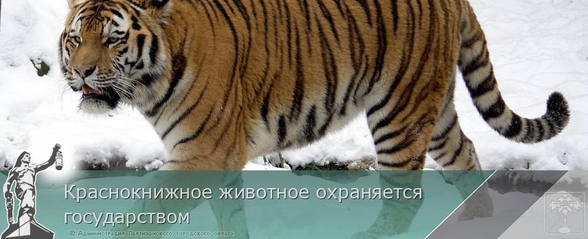Краснокнижное животное охраняется государством | Администрация муниципального округа город Партизанск Приморского края Официальный сайт