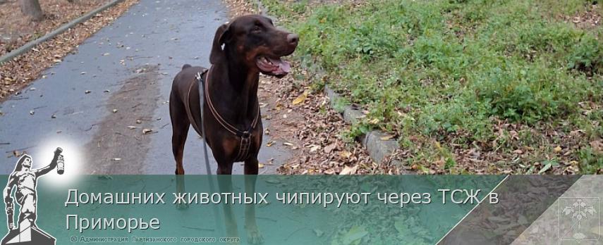 Домашних животных чипируют через ТСЖ в Приморье | Администрация муниципального округа город Партизанск Приморского края Официальный сайт