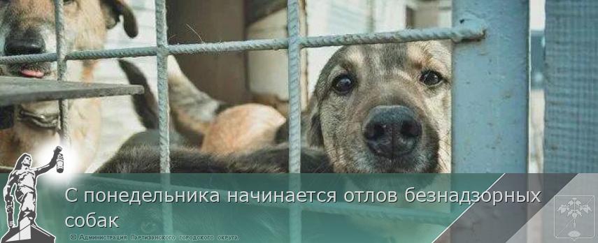 С понедельника начинается отлов безнадзорных собак | Администрация муниципального округа город Партизанск Приморского края Официальный сайт