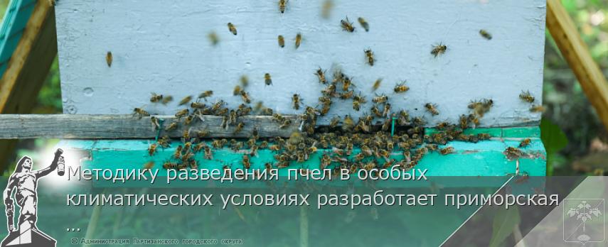Методику разведения пчел в особых климатических условиях разработает приморская наука | Администрация муниципального округа город Партизанск Приморского края Официальный сайт