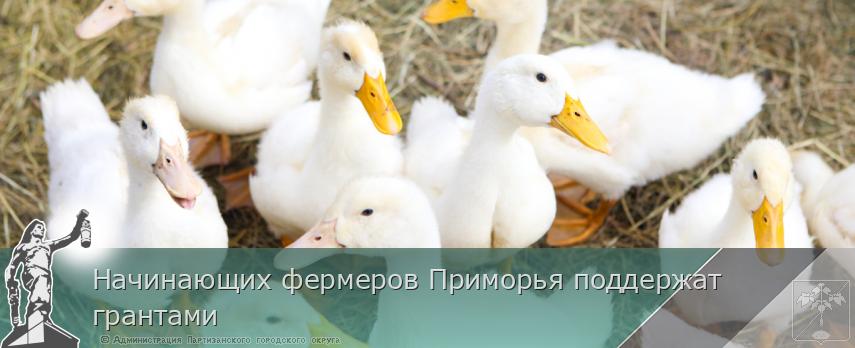 Начинающих фермеров Приморья поддержат грантами | Администрация муниципального округа город Партизанск Приморского края Официальный сайт