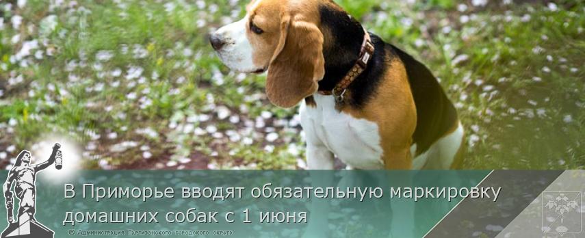 В Приморье вводят обязательную маркировку домашних собак с 1 июня | Администрация муниципального округа город Партизанск Приморского края Официальный сайт