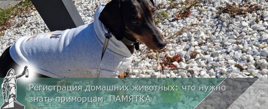 Регистрация домашних животных: что нужно знать приморцам. ПАМЯТКА  | Администрация муниципального округа город Партизанск Приморского края Официальный сайт