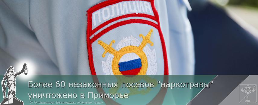 Более 60 незаконных посевов &quot;наркотравы&quot; уничтожено в Приморье | Администрация муниципального округа город Партизанск Приморского края Официальный сайт